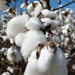 Read more about the article Physical and Chemical Properties of Natural Fibre and Their Applications in Textile