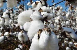 Read more about the article Physical and Chemical Properties of Natural Fibre and Their Applications in Textile